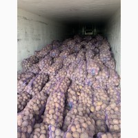 Картопля ОПТ Фермерська 800т Доставка з Складу