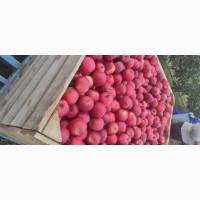 Продам яблука сортів Муцу, Гала шніга. Гала шніга шніго ред. Врожай 2022 року