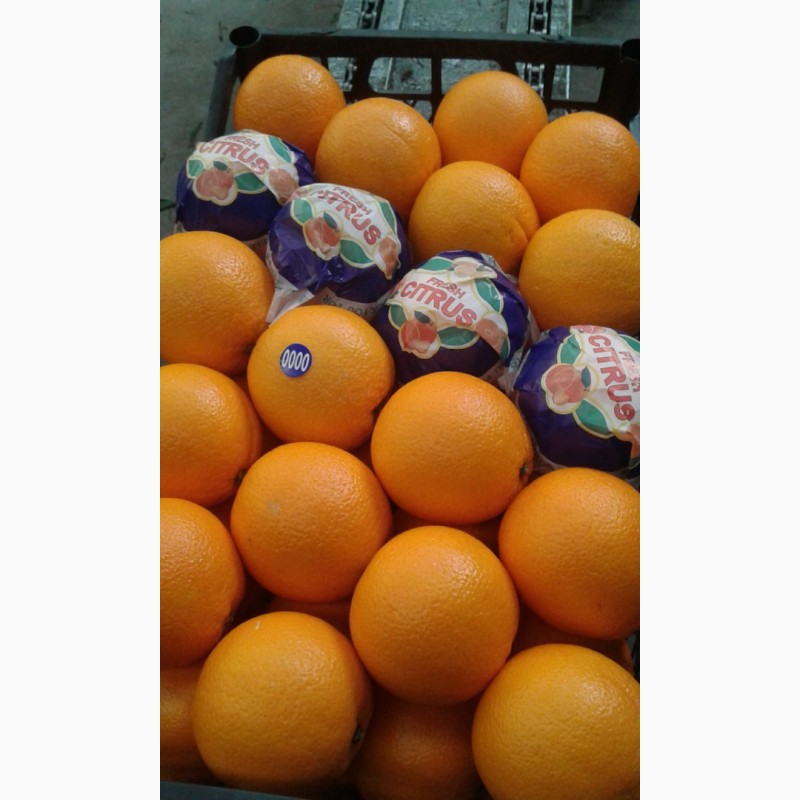 Фото 2. Прямые поставки Лимонов из Турции, экспорт
