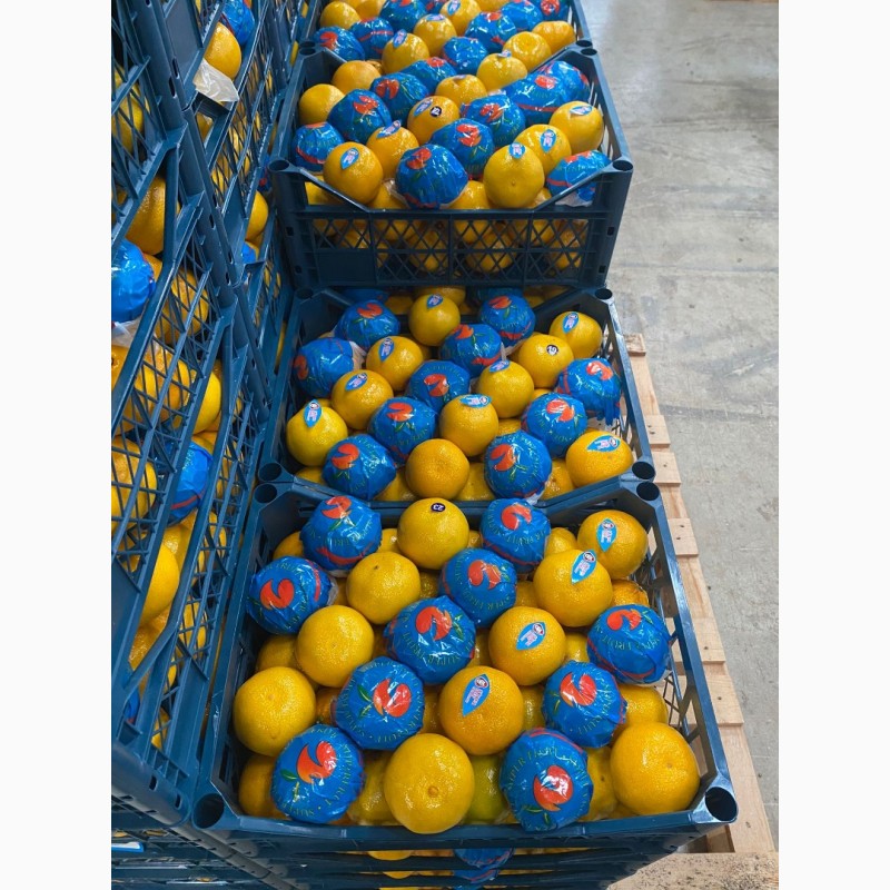 Фото 3. Прямые поставки Лимонов из Турции, экспорт