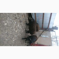 Продам свиней угорской пуховой мангалицы