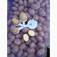 Продам насіневу картоплю, сорт Арізона від 5 т., 1.2.3 репродукція