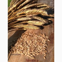 Куплю пшеницю