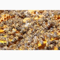 Пчелосемьи, пчелопакеты 2024 лнр, Луганск