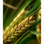 Продам гербіциди для захисту посівів пшениці, ячменю.