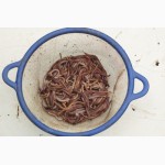 Компания Биоплюс продает недорого маточное поголовье червя