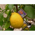 Продам саджанці лимона Павловського та Пондероза