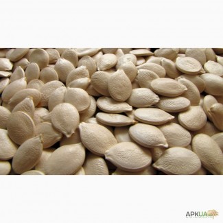 Посевной материал тыквы семена Украинская многоплодная, волжская серая