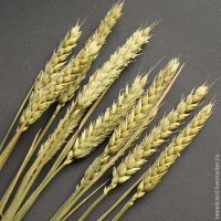 Куплю пшеницу. Вся Украина
