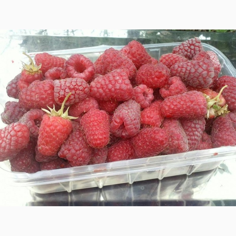 Фото 2. Продам свежие, ягоды малины