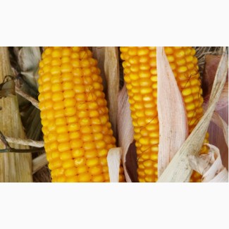 Насіння кукурудзи Амарок (Кукуруза) ФАО 220