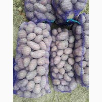 Картошка вкусных сортов Белая Росса, Альвара, Сантэ- продам по 5грн, Гренада по 7грн
