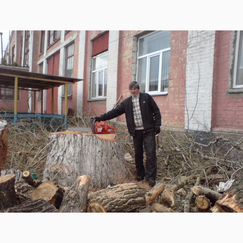 Фото 3. Спил деревьев Киев. Удаление деревьев Киев. Дробление веток