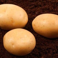 Продам семенной картофель второй репродукции 6, 10 грн