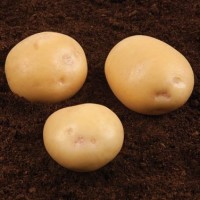 Продам семенной картофель второй репродукции 6, 10 грн