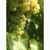 Продам виноград сортовой (технический) Савиньон блан