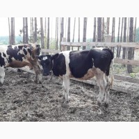Продаются коровы на держание