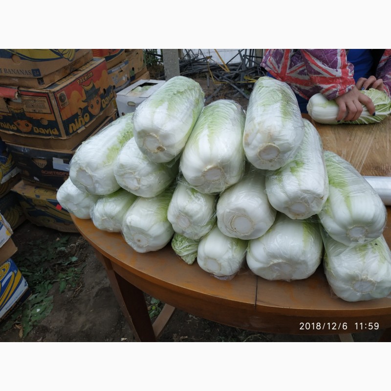 Фото 3. Продам пекинскую капусту Билко
