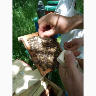 Продам бджоломатки карпатки приймаю замовлення