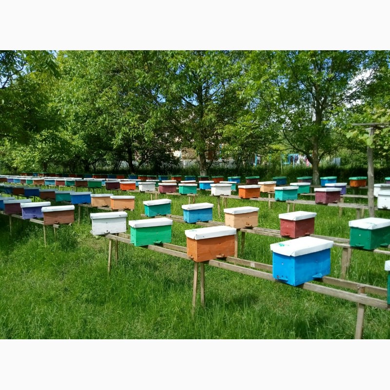 Фото 4. Продам бджоломатки карпатки приймаю замовлення