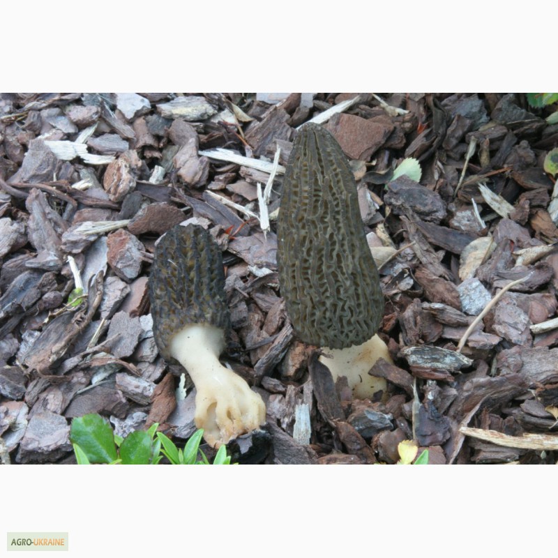 Фото 7. Семена сморчков - мицелий (грибница) Сморчок конический - рассада грибов