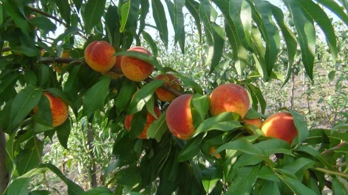 Фото 3. Саджанці персика, абрикоса і нектарину від виробника - саженцы персика