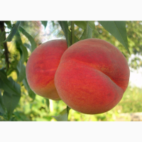 Саджанці персика, абрикоса і нектарину від виробника - саженцы персика
