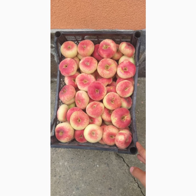 Фото 8. Саджанці персика, абрикоса і нектарину від виробника - саженцы персика