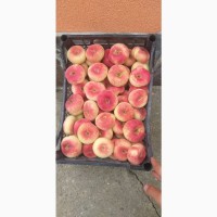 Саджанці персика, абрикоса і нектарину від виробника - саженцы персика