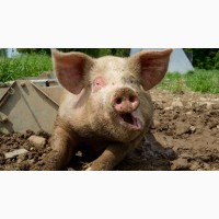 Продам сальных свиней вес 150 190 кг