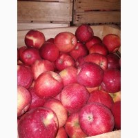 Продам яблука власного вирощування