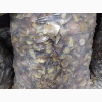 Продам замороженные грибы: маслята, белые