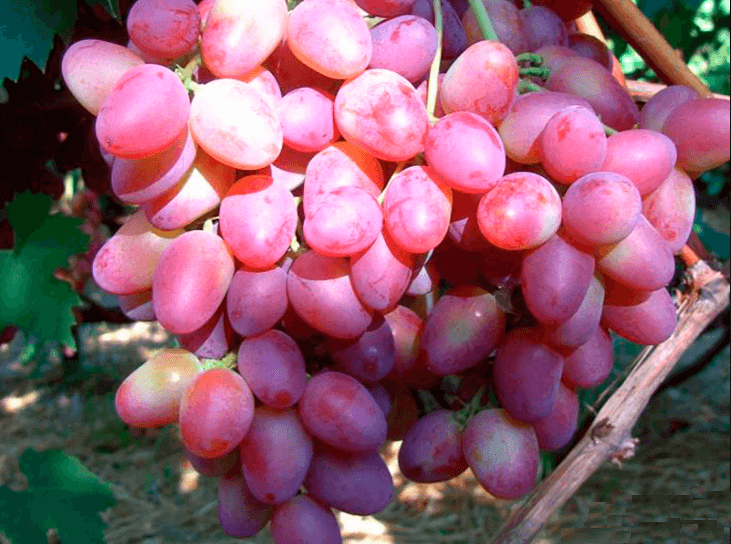 Фото 6. Саженцы винограда