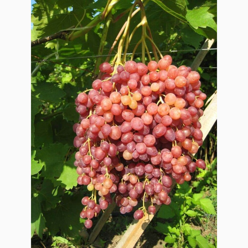 Фото 9. Саженцы винограда