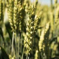 Продам посевной материал озимой пшеницы Алексеич (элита) Краснодарская селекция