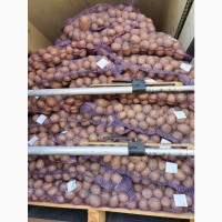 Продам продовольственный картофель сорт: К.Анна, Пикасо, Рудольф, Конект