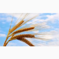 Пшениця на продаж