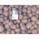 Элитный семенной картофель высочайшего качества с фермерского хозяйства