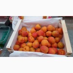 Продаем абрикос
