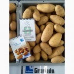 Продаю семенной картофель класса Е и А. Продам картошку / картопля