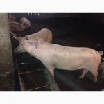 Предприятие реализует партию свиней живым весом