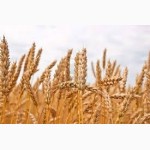 Насіння озимої пшениці від виробника