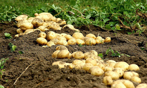 Фото 8. Копалка картофеля, вибрационная Bomet (Польша), выброс назад, 1-но рядная