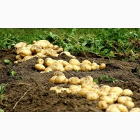 Копалка картофеля, вибрационная Bomet (Польша), выброс назад, 1-но рядная
