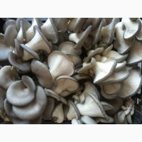 Продам свежие грибы вешенка от производителя
