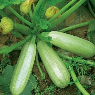 Семена кабачок Грибовский