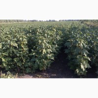 Продам ягоды черной смородины с поля урожай 2018