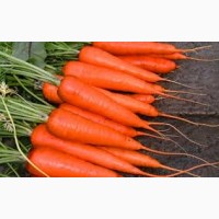 Продам морковь раннюю