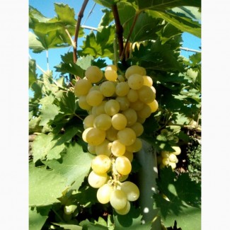Продам виноград плевен с поля оптом в евротаре
