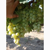 Продам крупный виноград столового сорта